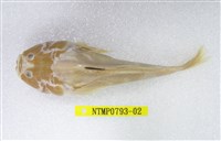 藏品(日本瞻星魚)的圖片